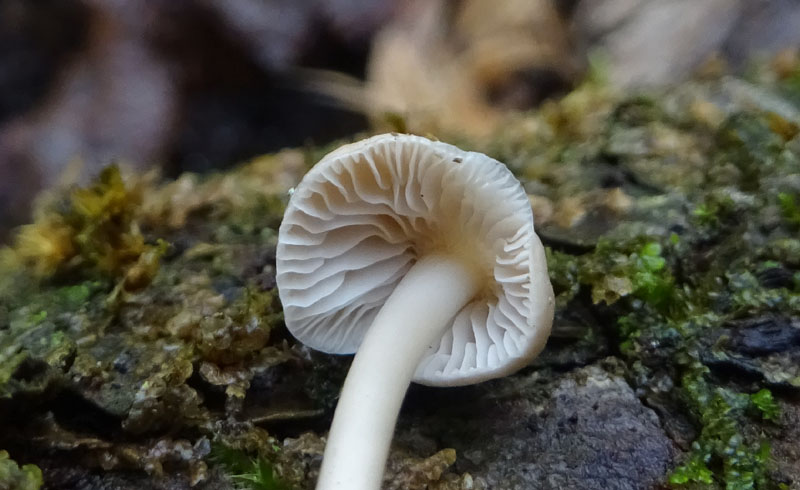 giovani e vecchi.....da determinare